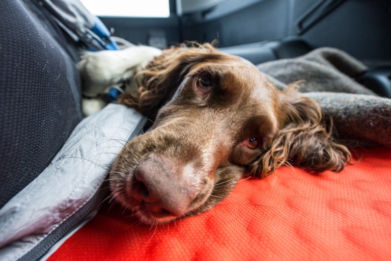 september-11th-2016-grouse-and-ducks-dng-021b