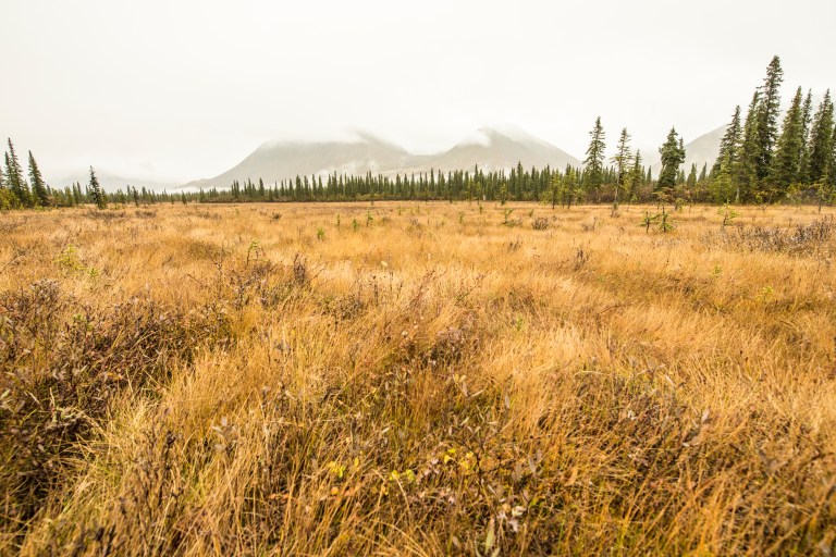 september-11th-2016-grouse-and-ducks-dng-032b