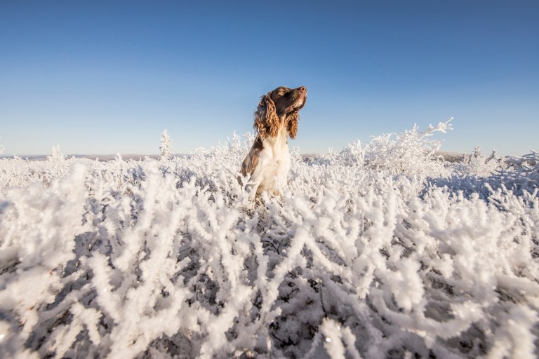 october-22nd-2016-fire-and-murphy-snow-raw-121b_1