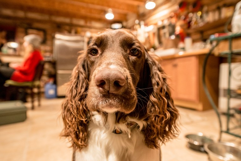 november-27th-2016-a-kenai-thanksgiving-raw-043b