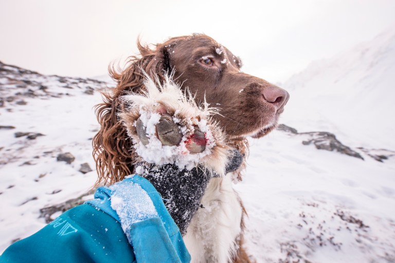 november-27th-2016-a-kenai-thanksgiving-raw-232b_1